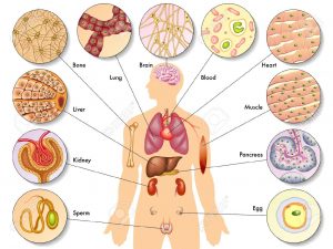 Células del cuerpo humano