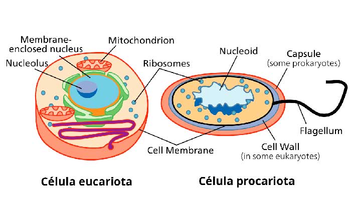 Diferencias entre células eucariotas y procariotas