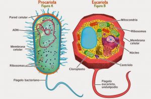Celulas eucariotas