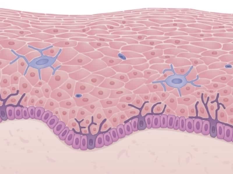 Injusto Detener espacio Células de la piel - Tipos de Celulas