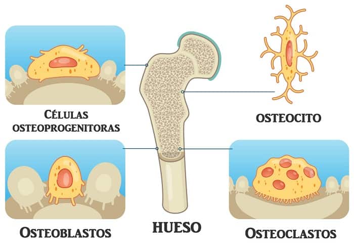 Tipos de células óseas